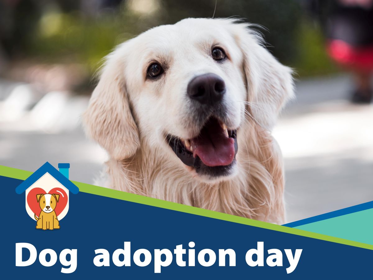 Dog Adoption Day Cairns Regional Council