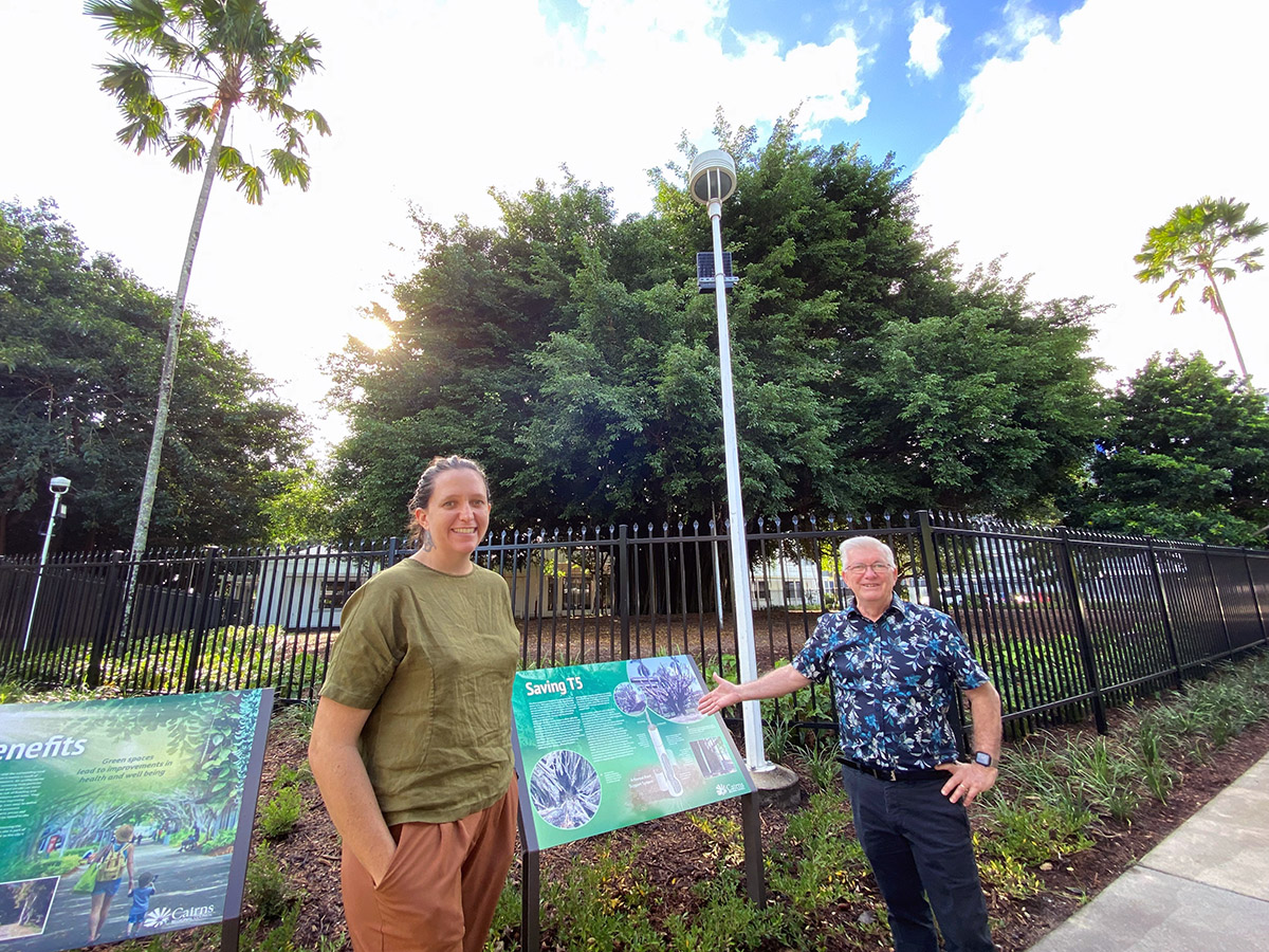 Works to rejuvenate library fig tree site completed  image